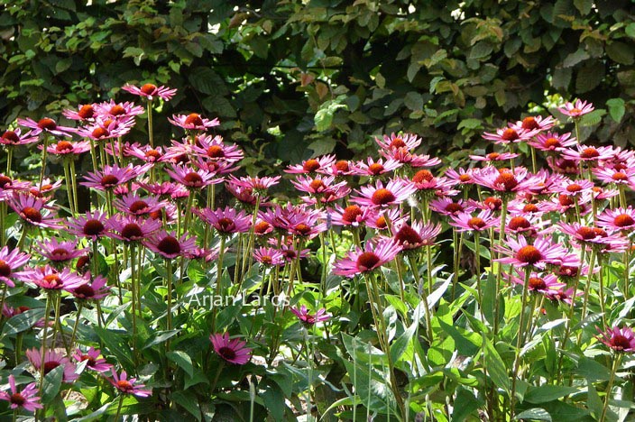 Echinacea purpurea 'Magnus'