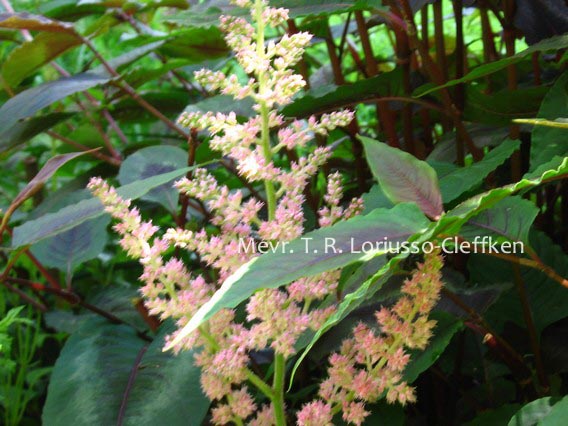 Astilbe 'Europa'