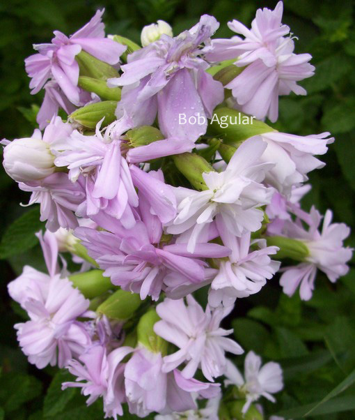 Saponaria officinalis 'Rosea Plena'