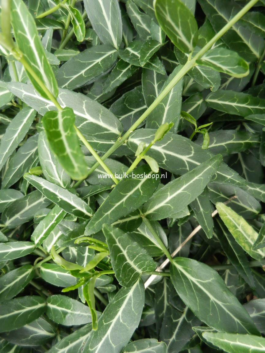Euonymus fortunei 'Wolong Ghost'