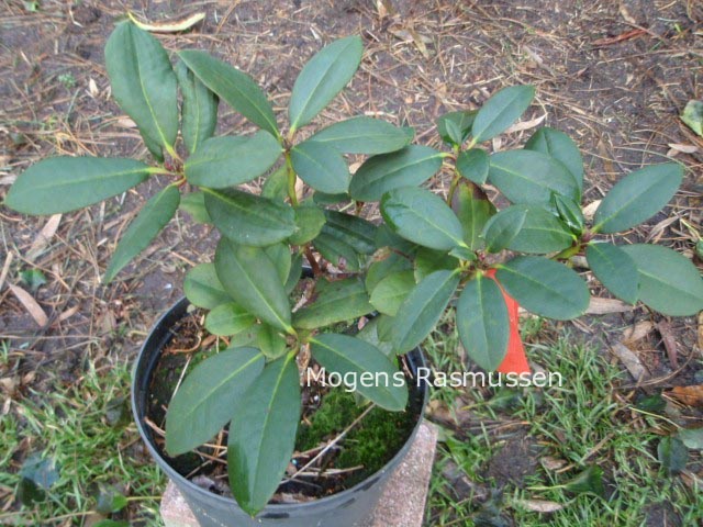 Rhododendron 'Burletta'