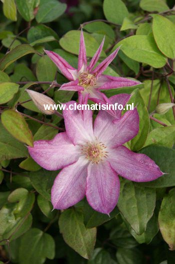 Clematis 'Rooran'