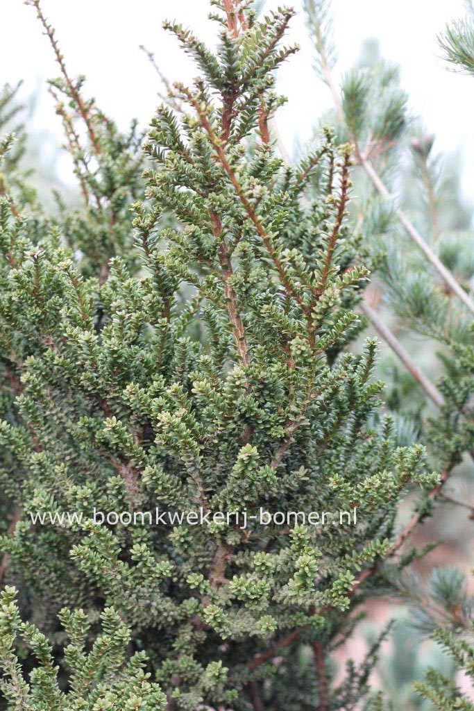 Taxus baccata 'Amersfoort'