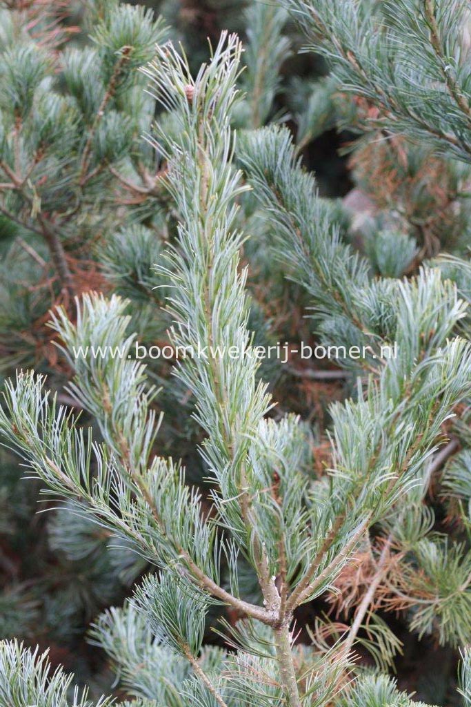 Pinus parviflora 'Blue Giant'