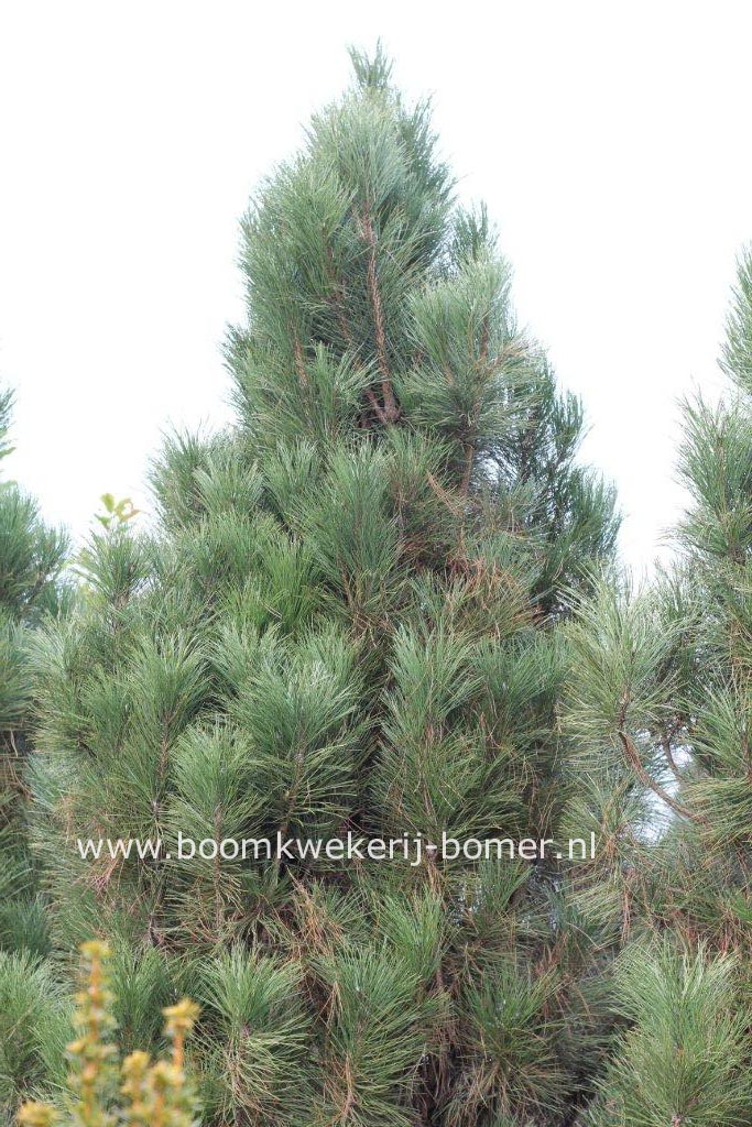 Pinus nigra 'Molette'