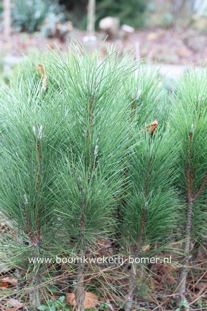 Pinus nigra 'Molette'