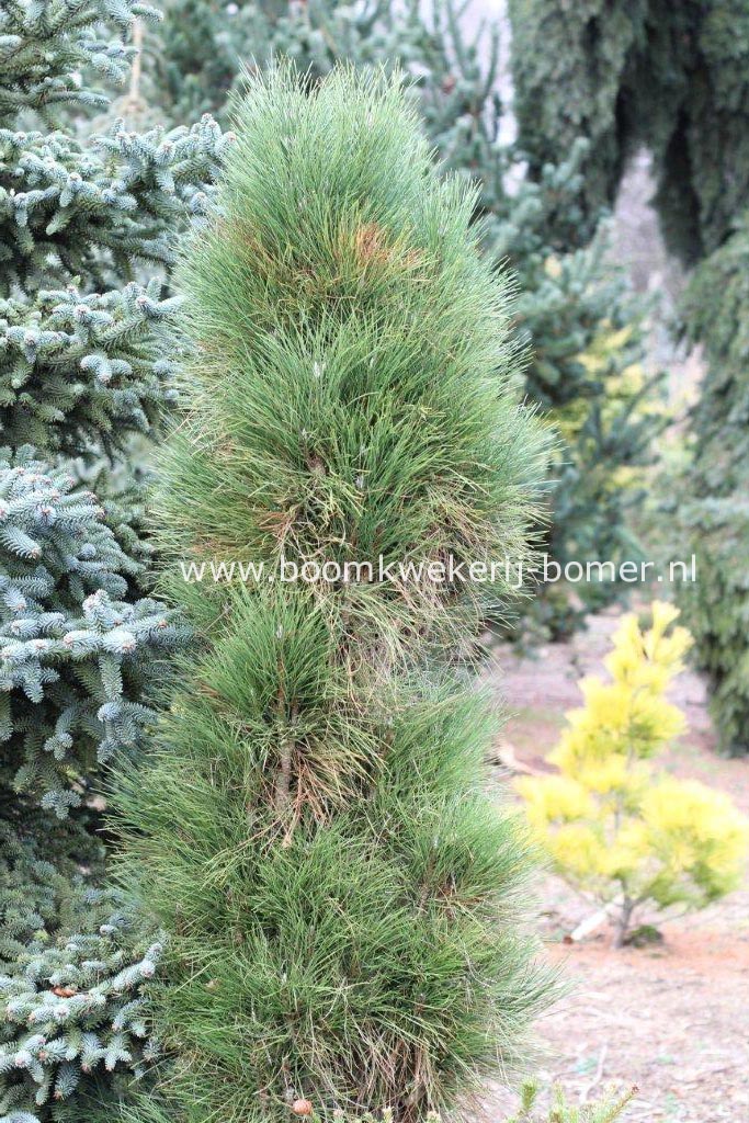 Pinus nigra 'Green Tower'