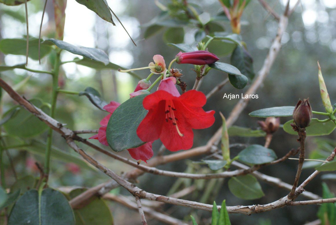 Rhododendron thomsonii