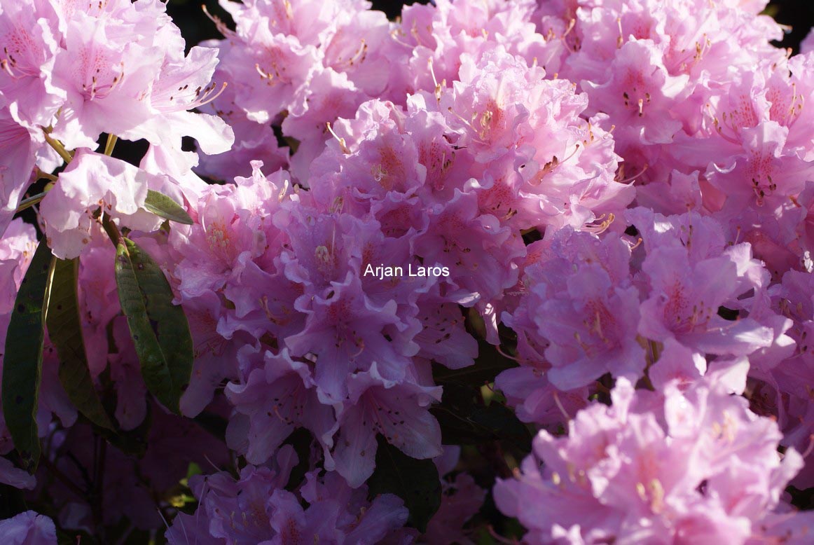 Rhododendron 'Azaleoides'