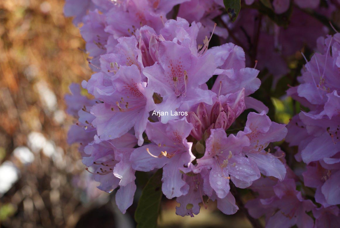 Rhododendron 'Azaleoides'