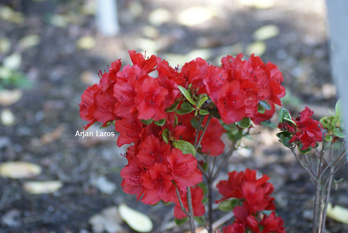 Azalea 'Anne Frank'