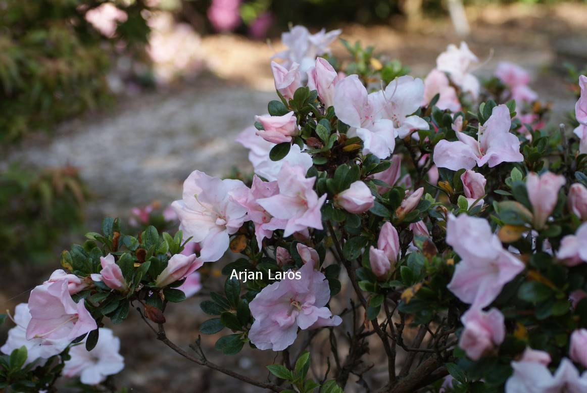 Azalea 'Sir Robert'