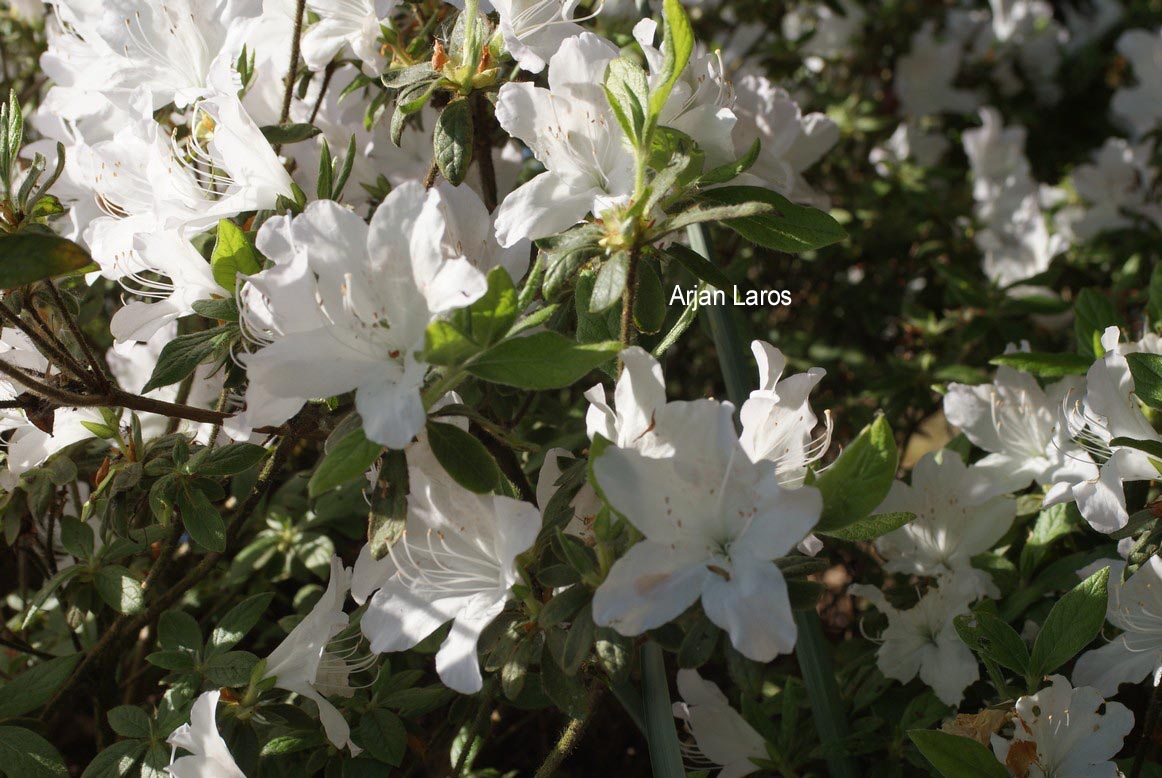 Rhododendron mucronatum