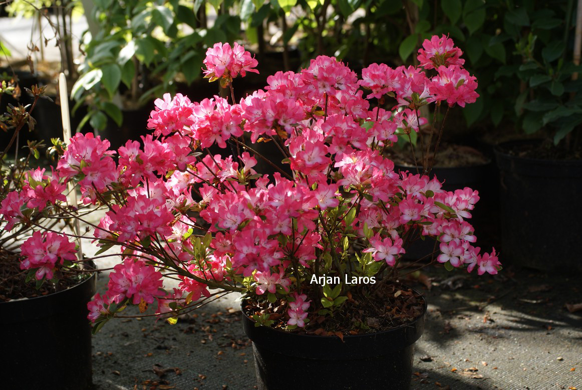 Azalea 'Izumi no mai'