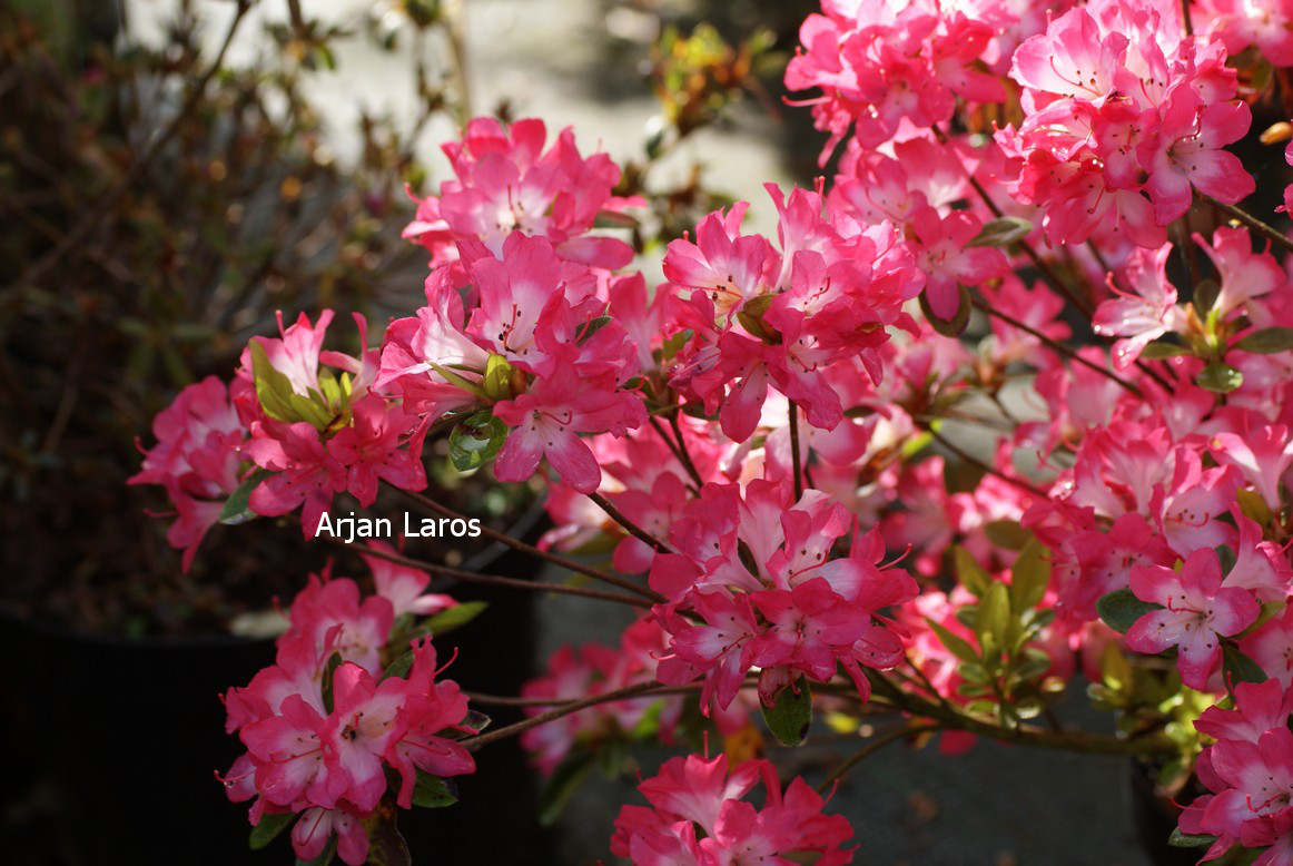 Azalea 'Izumi no mai'