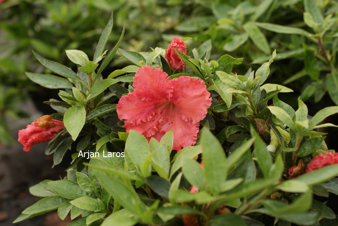 Azalea 'General Wavell'