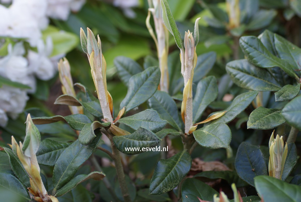 Rhododendron adenophorum