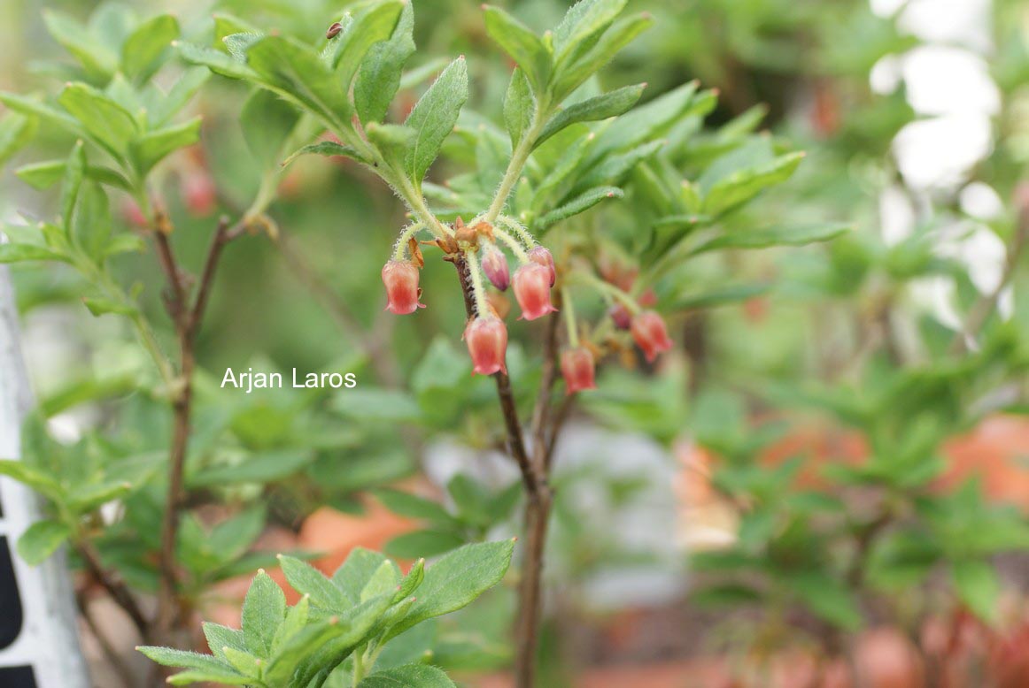Rhododendron menziesii