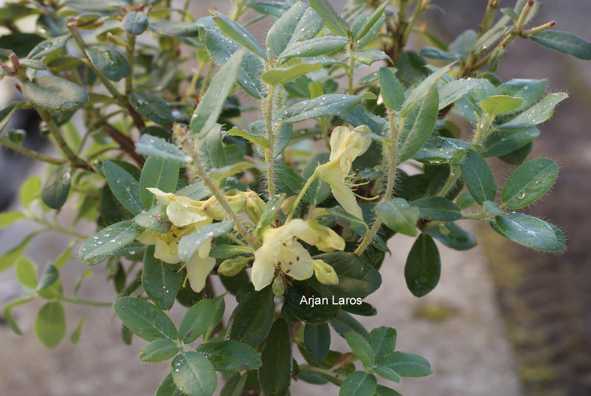 Rhododendron lepidostylum