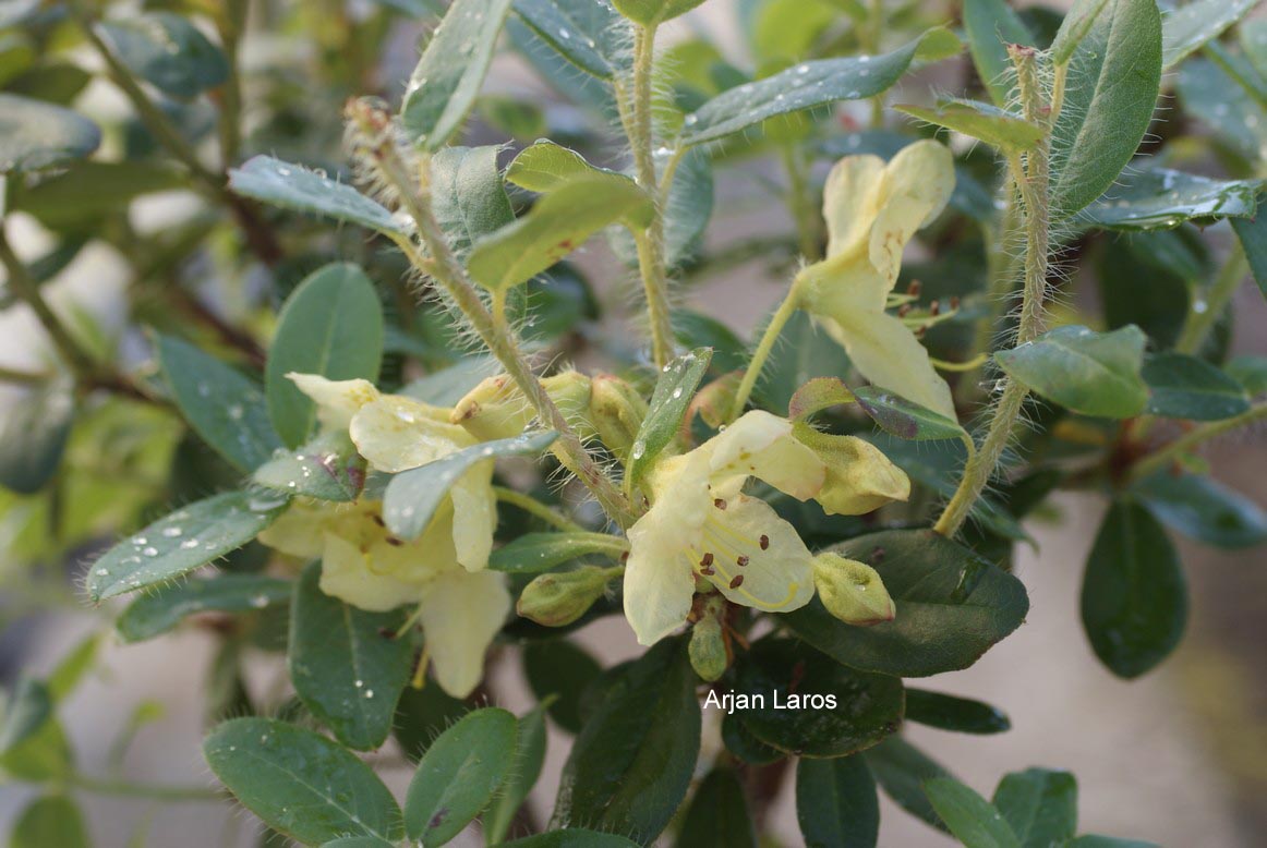 Rhododendron lepidostylum