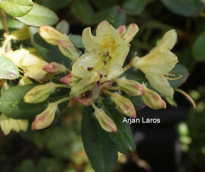 Rhododendron lepidostylum