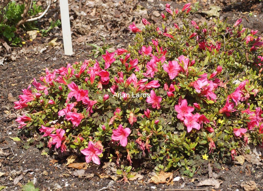 Rhododendron nakaharae 'Pink Pancake'