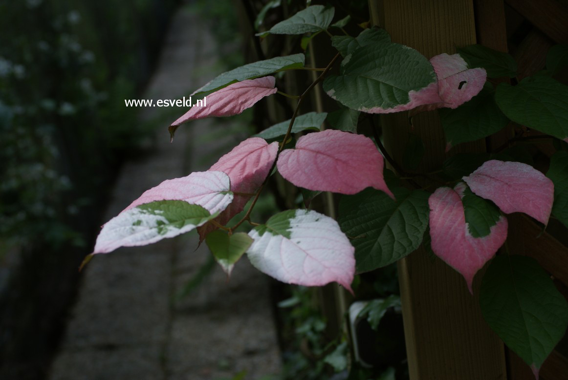 Actinidia kolomikta