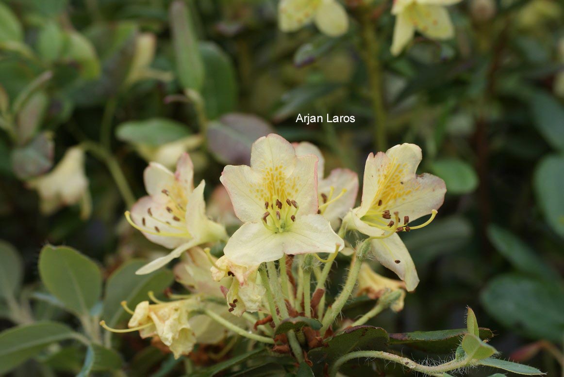 Rhododendron lepidostylum