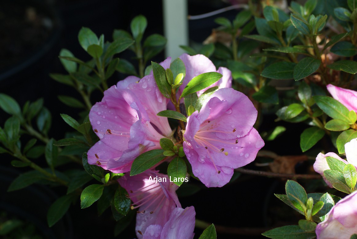 Azalea 'Blue Moon'