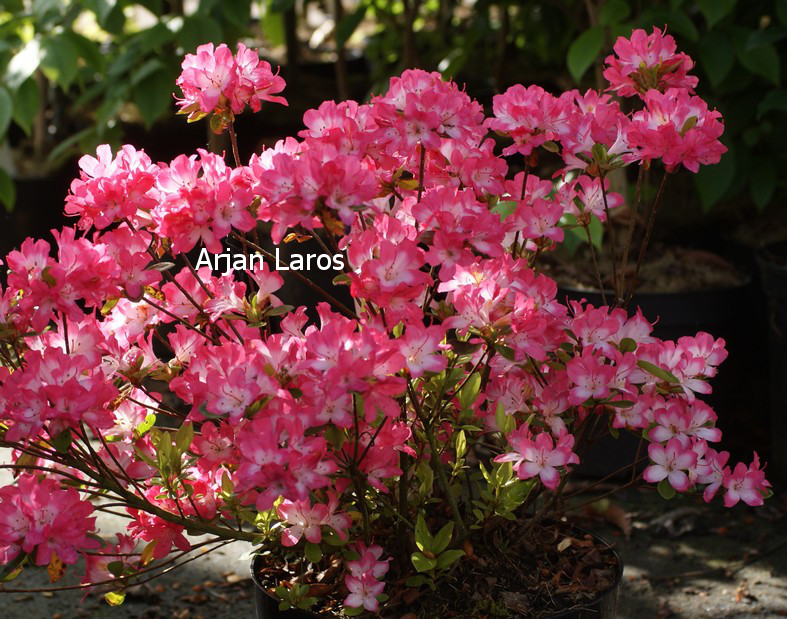 Azalea 'Izumi no mai'