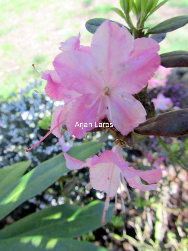 Rhododendron 'Anna Baldsiefen'