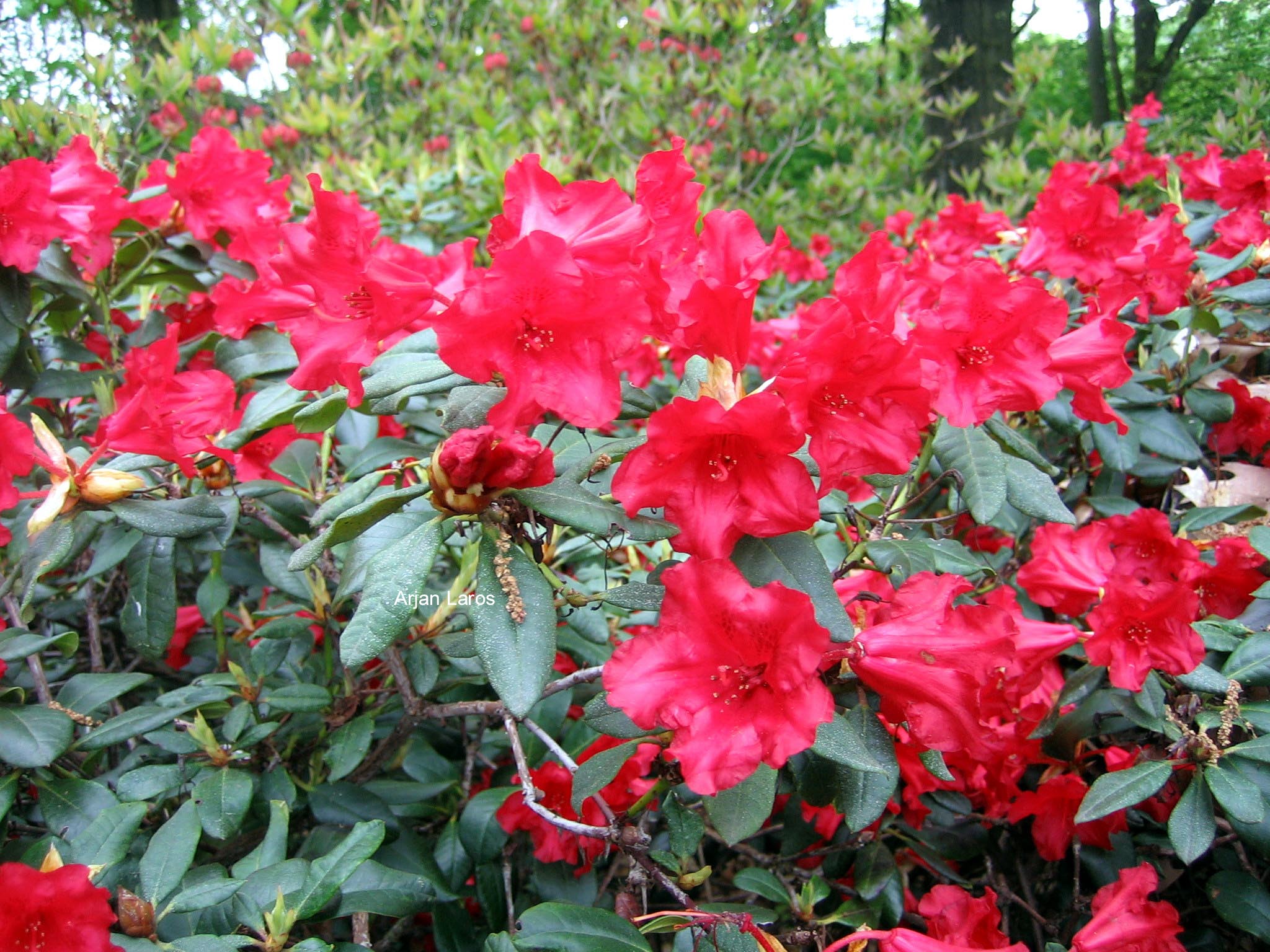 Rhododendron 'Baden-Baden'