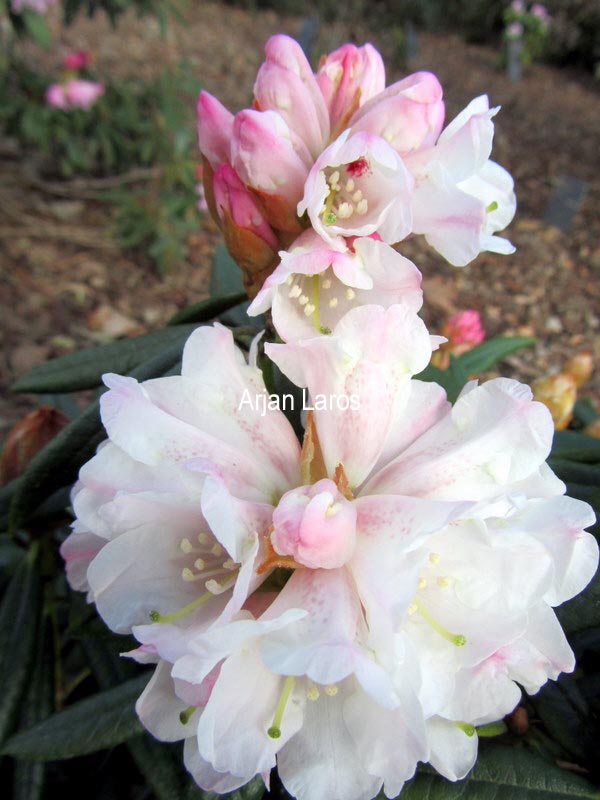 Rhododendron 'Blewbury'