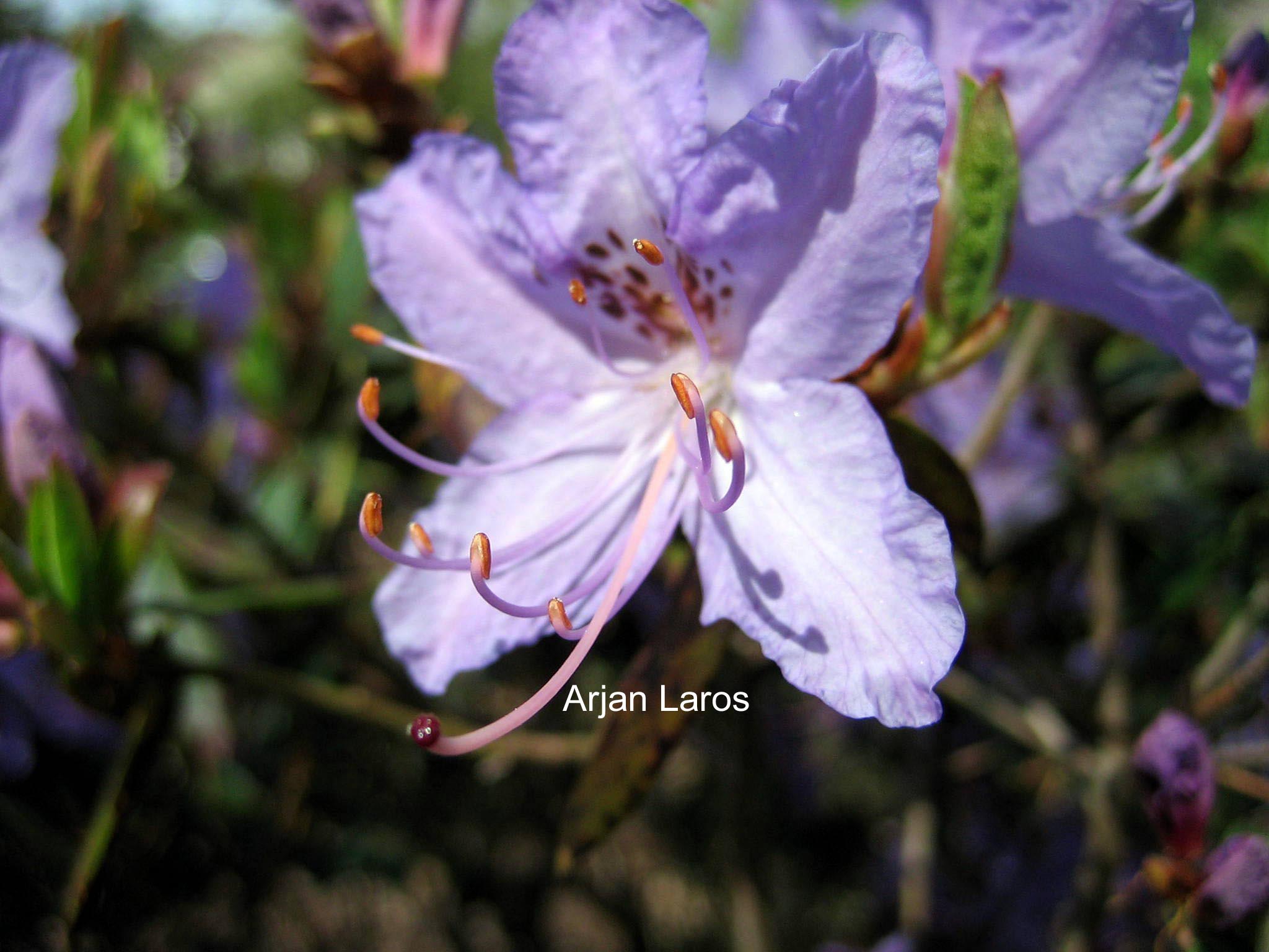 Rhododendron 'Blue Tit Magor'