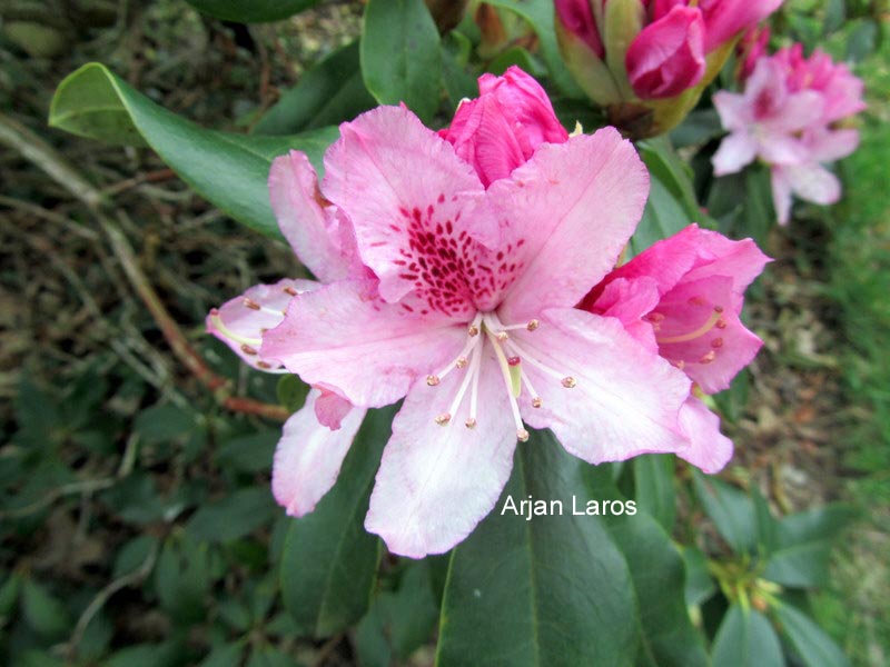 Rhododendron 'Cheer'