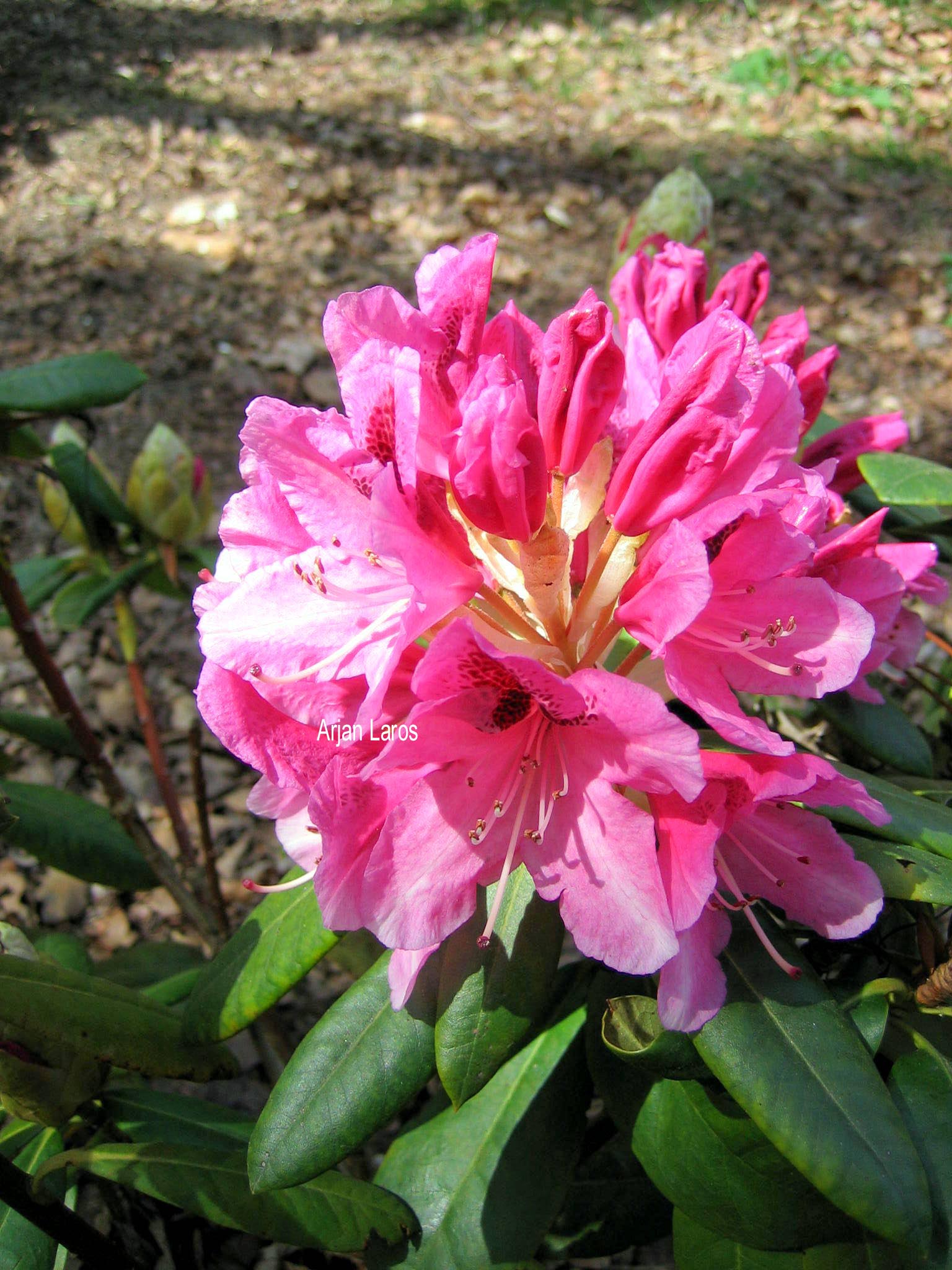 Rhododendron 'Cosmopolitan'