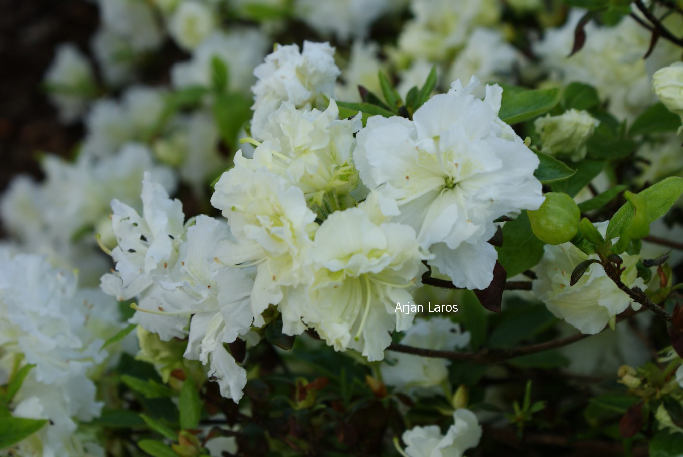 Azalea 'Helen Curtis'