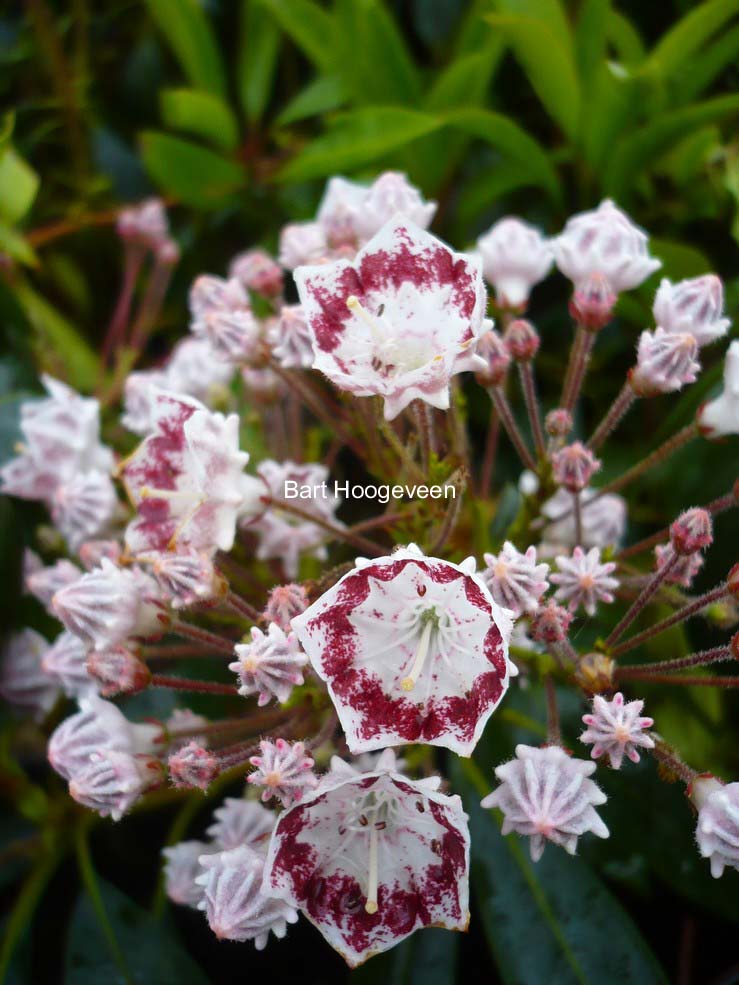 Kalmia latifolia 'Quinnipiac'