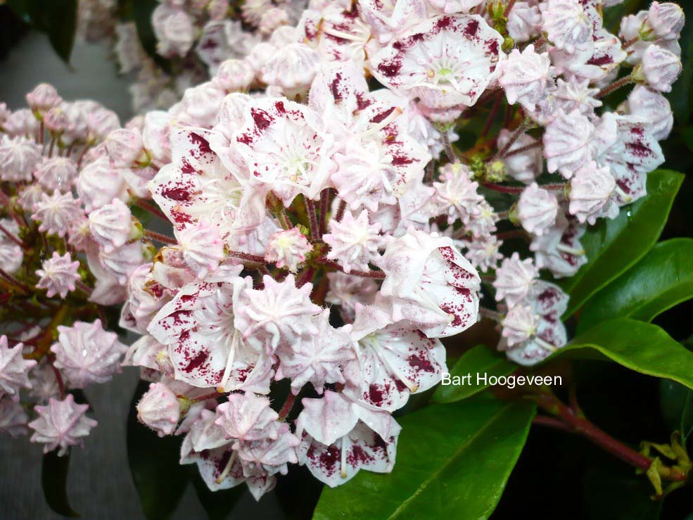 Kalmia latifolia 'Quinnipiac'