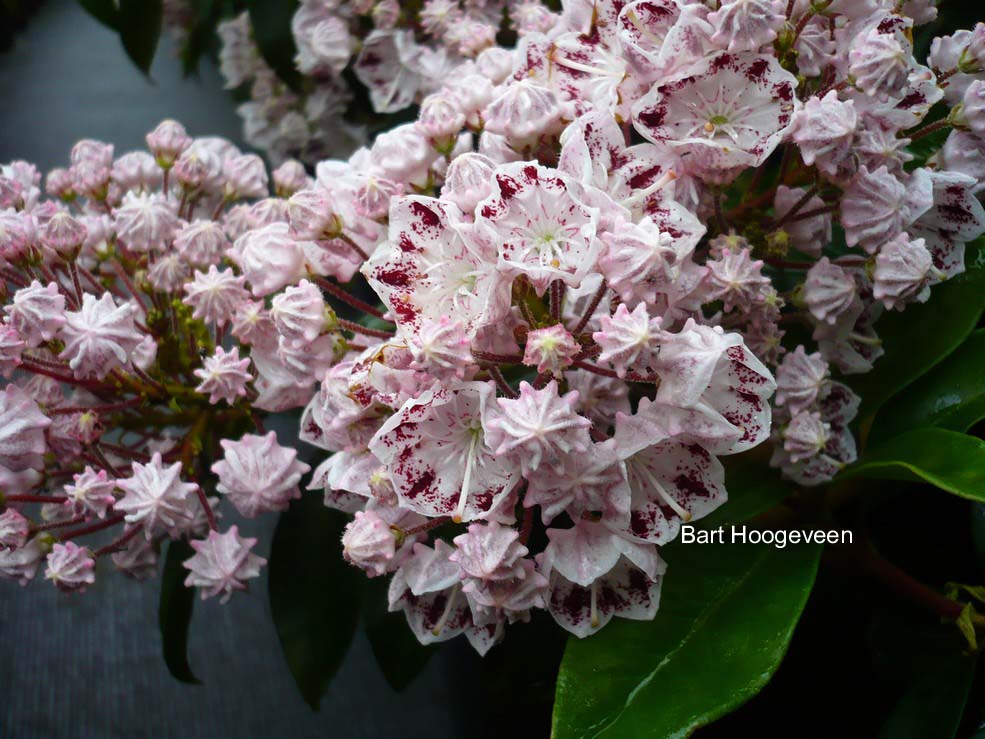 Kalmia latifolia 'Quinnipiac'