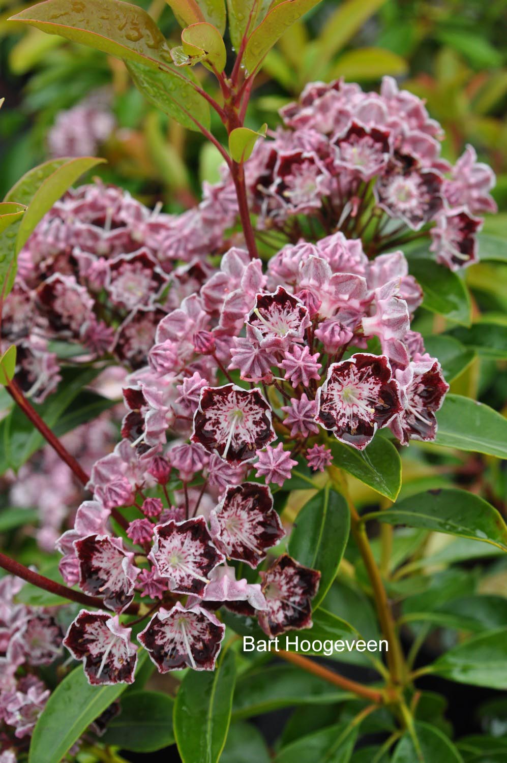 Kalmia latifolia 'Sterntaler'