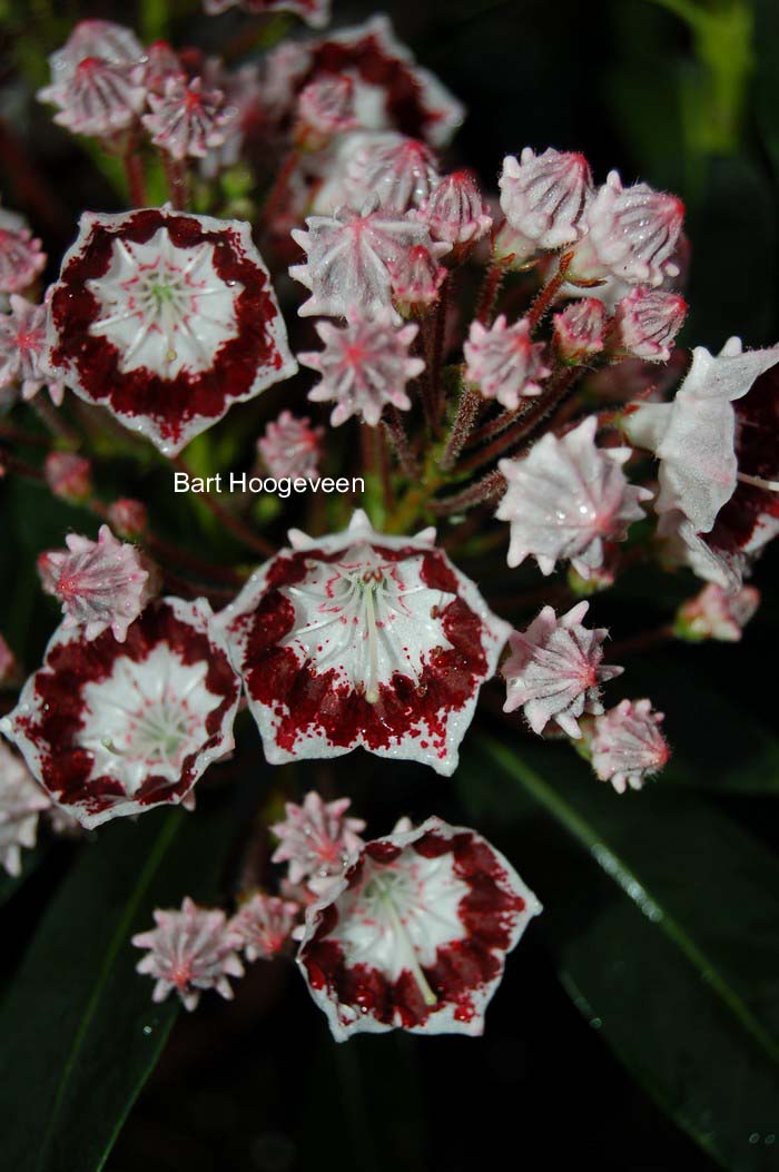 Kalmia latifolia 'Quinnipiac'