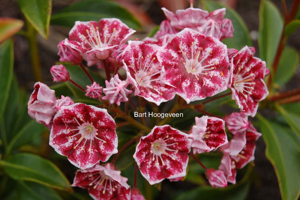 Kalmia latifolia 'Pinwheel'