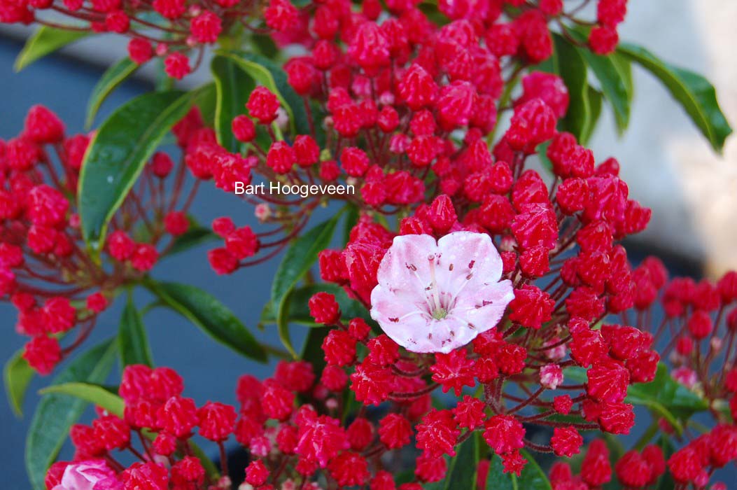 Kalmia latifolia 'Ostbo Red'