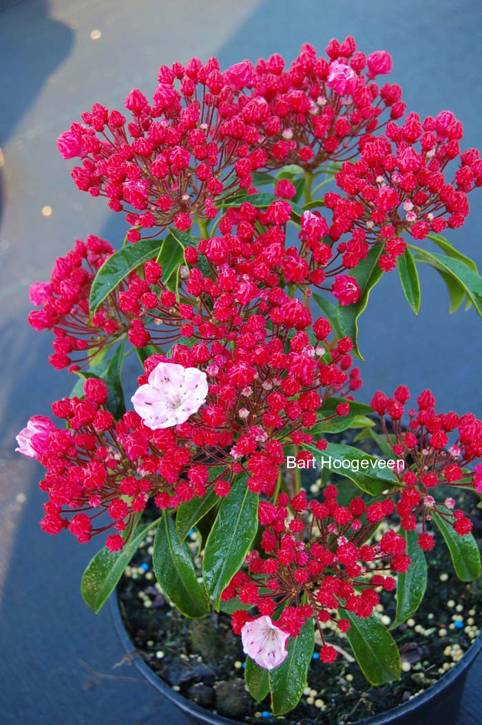 Kalmia latifolia 'Ostbo Red'