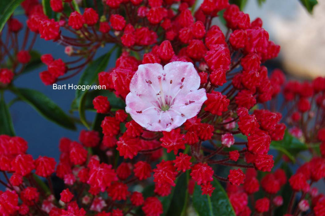 Kalmia latifolia 'Ostbo Red'