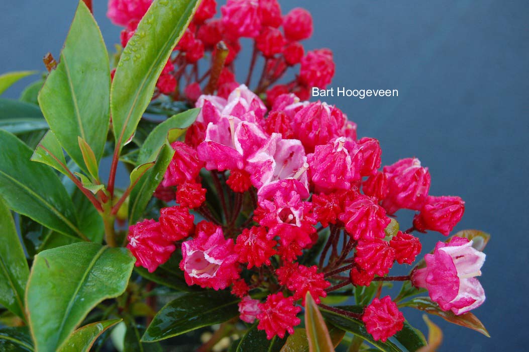 Kalmia latifolia 'Ostbo Red'