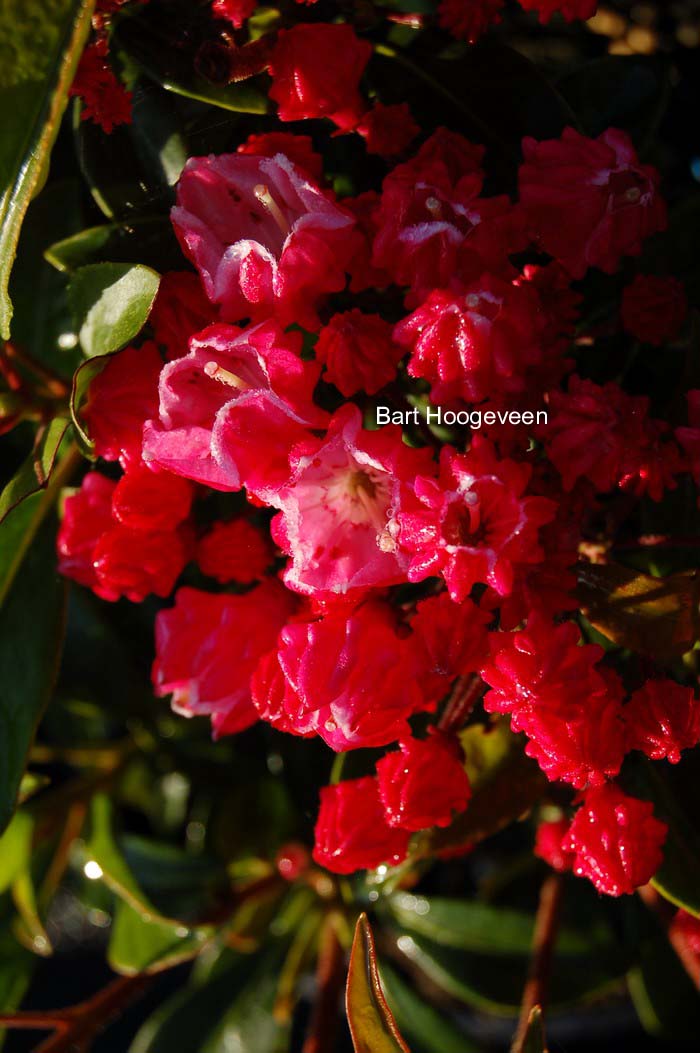 Kalmia latifolia 'Ostbo Red'