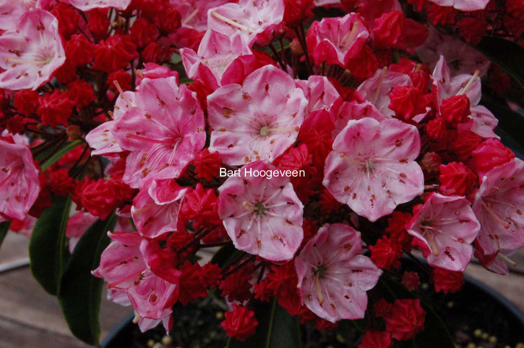 Kalmia latifolia 'Ostbo Red'