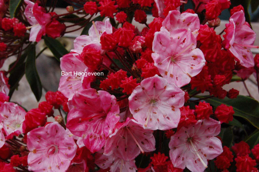 Kalmia latifolia 'Ostbo Red'